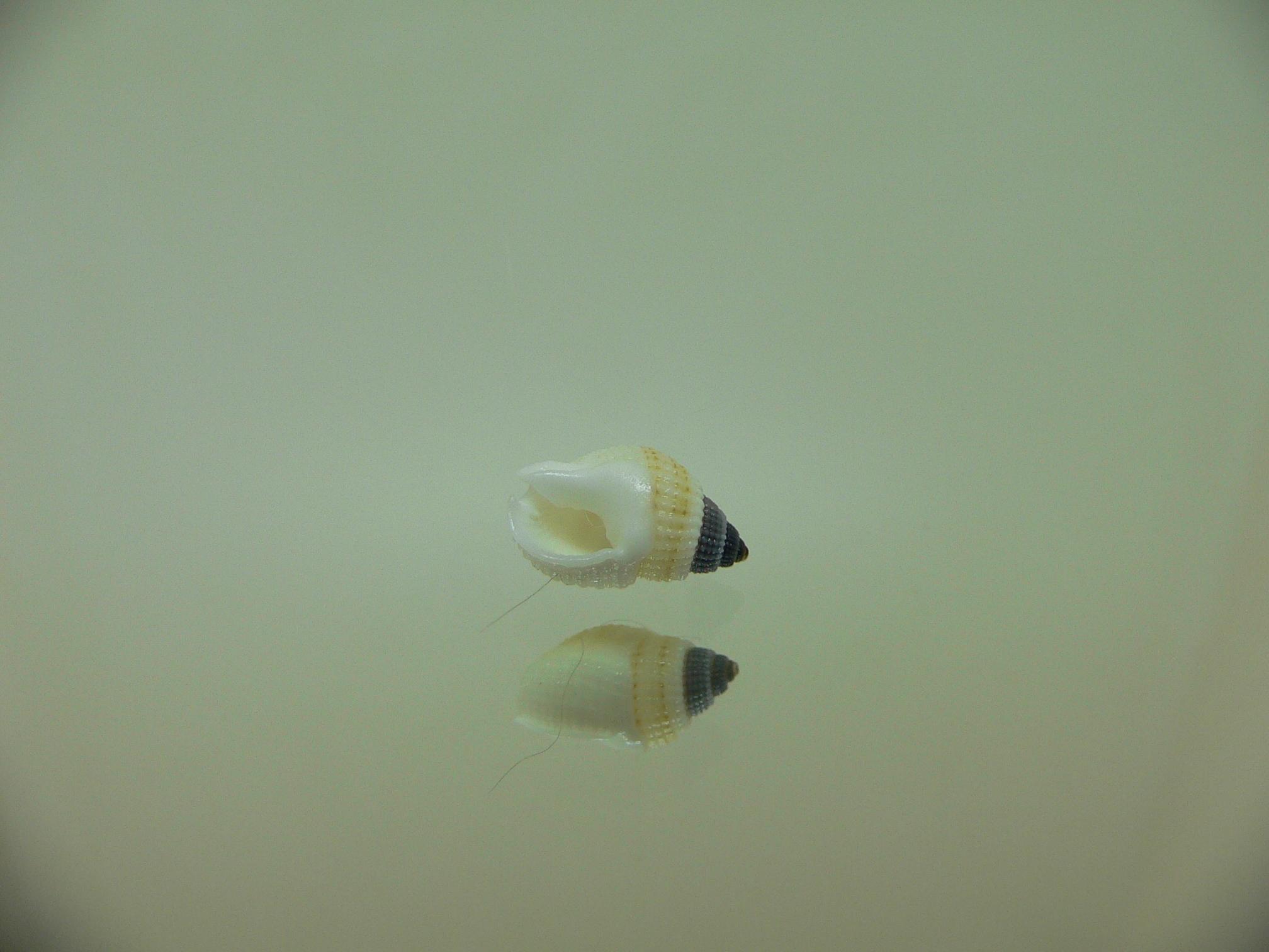 Nassarius albescens albescens