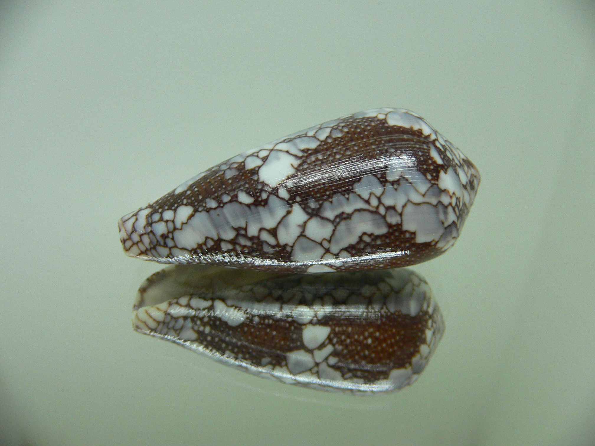Conus pennaceus praelatus (var.)