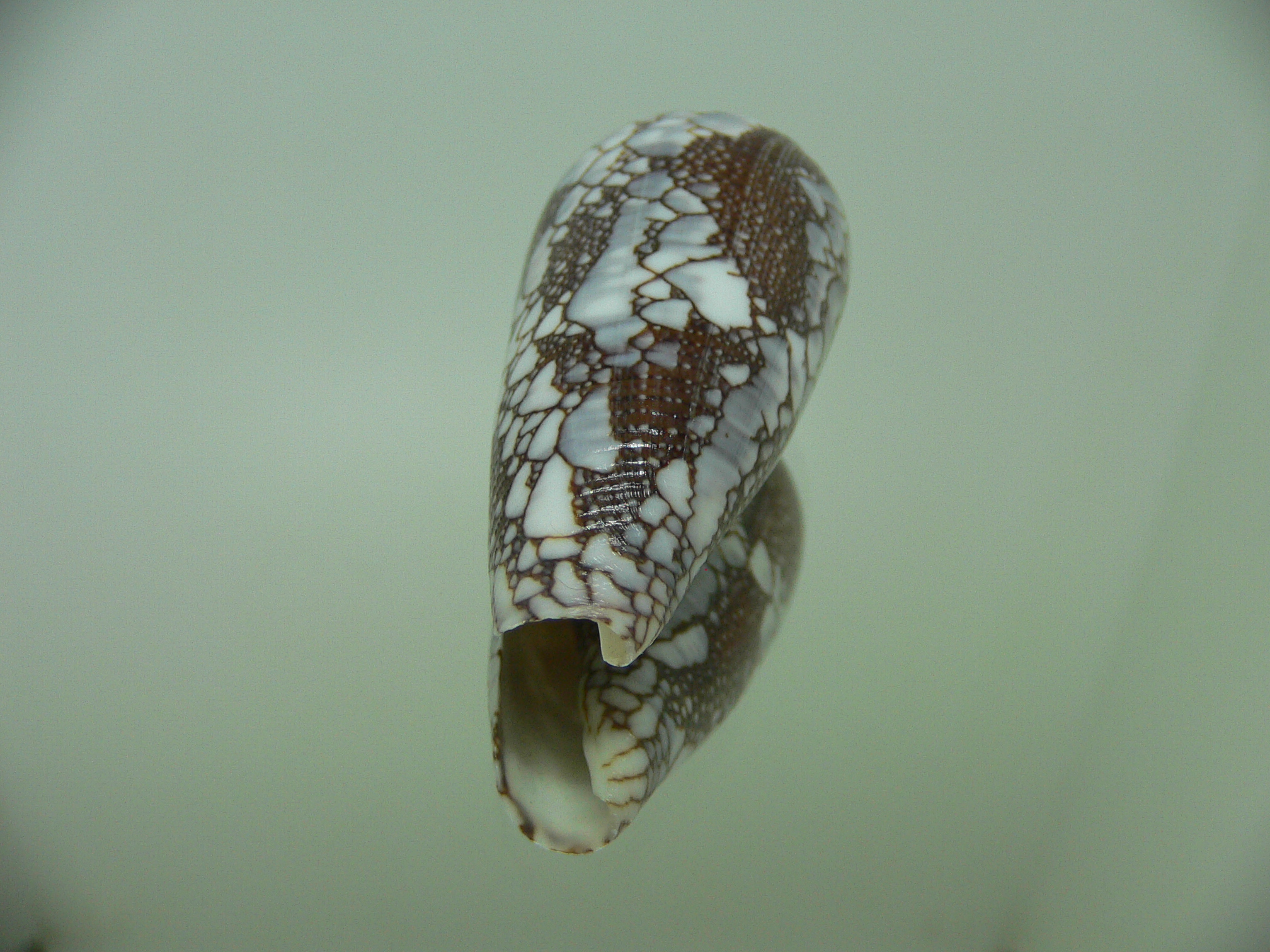 Conus pennaceus praelatus (var.)