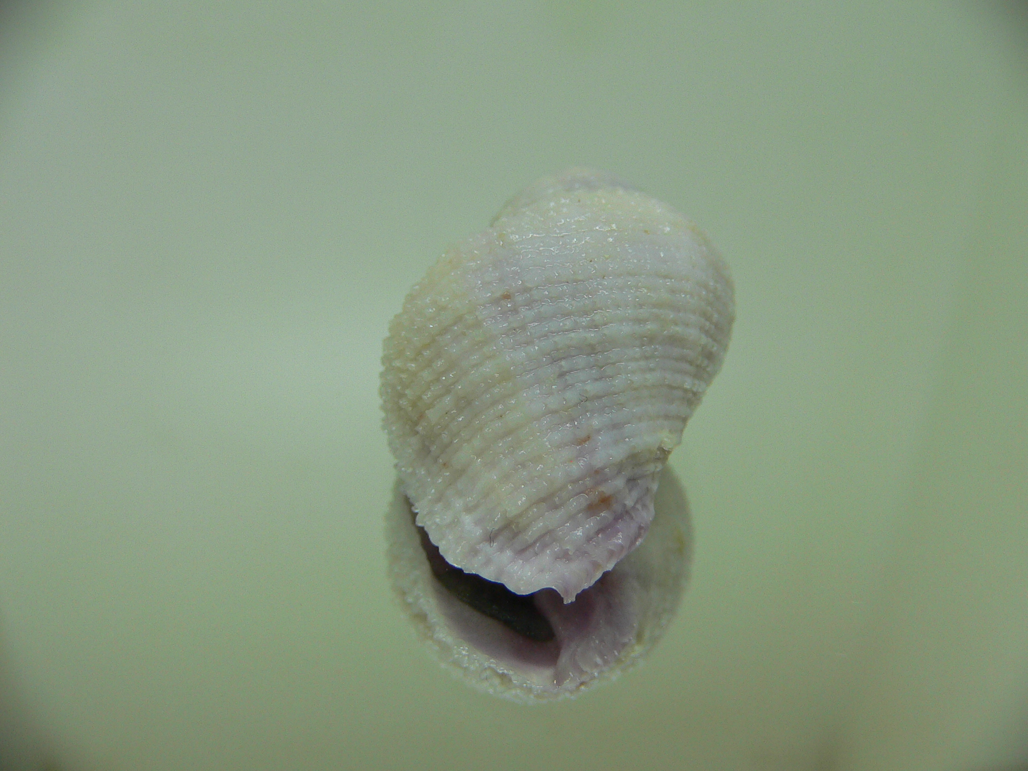 Coralliophila radula VIOLET 1