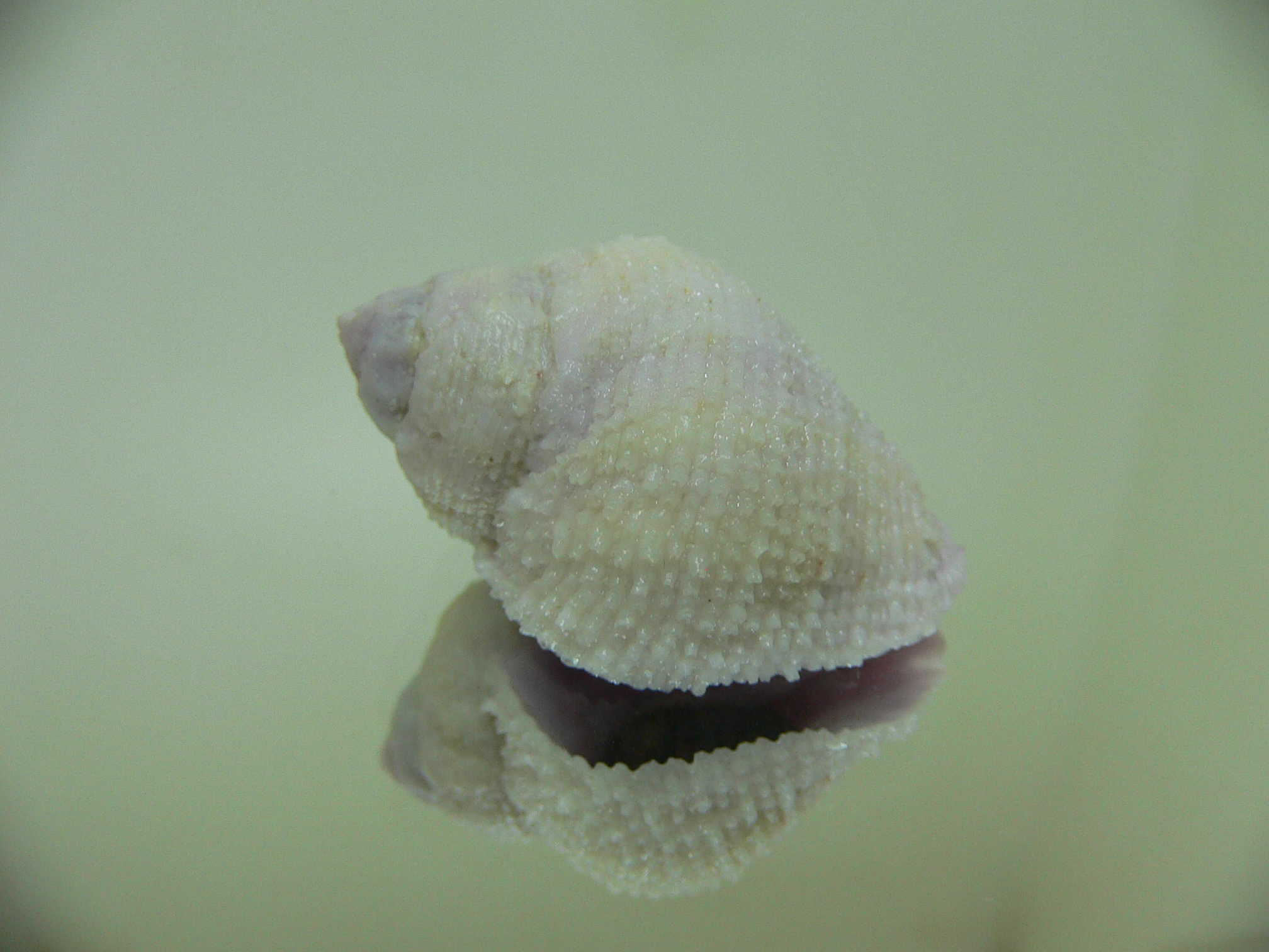 Coralliophila radula VIOLET 1