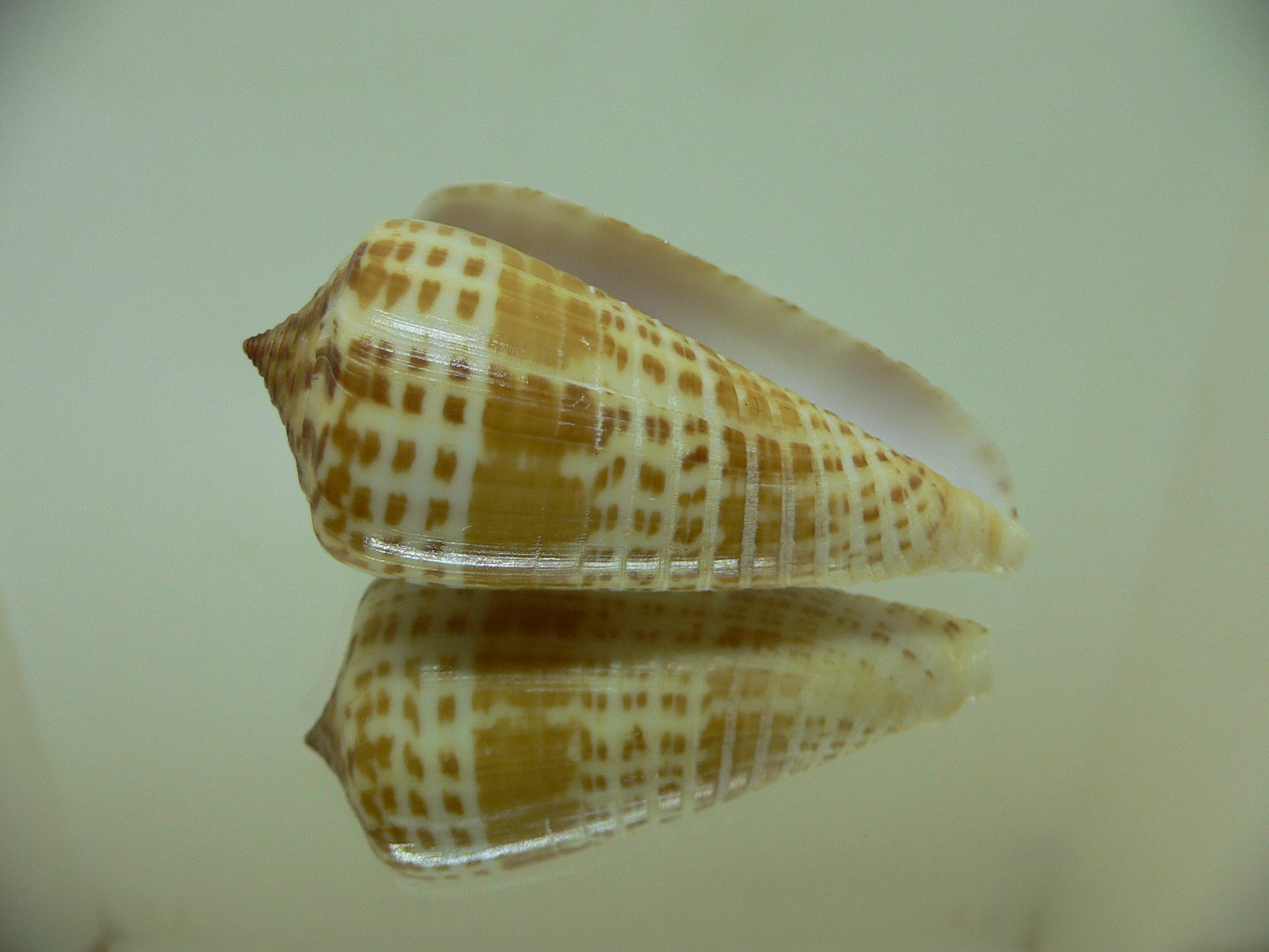Conus inscriptus maculospira (var.) BIG