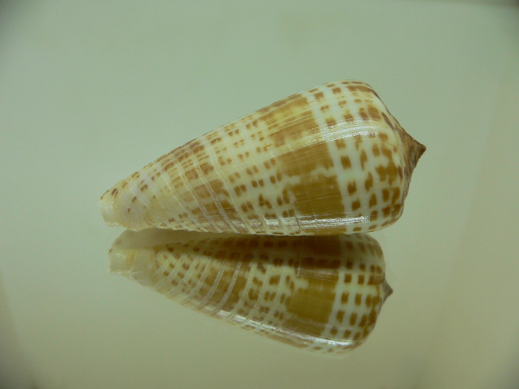 Conus inscriptus maculospira (var.) BIG