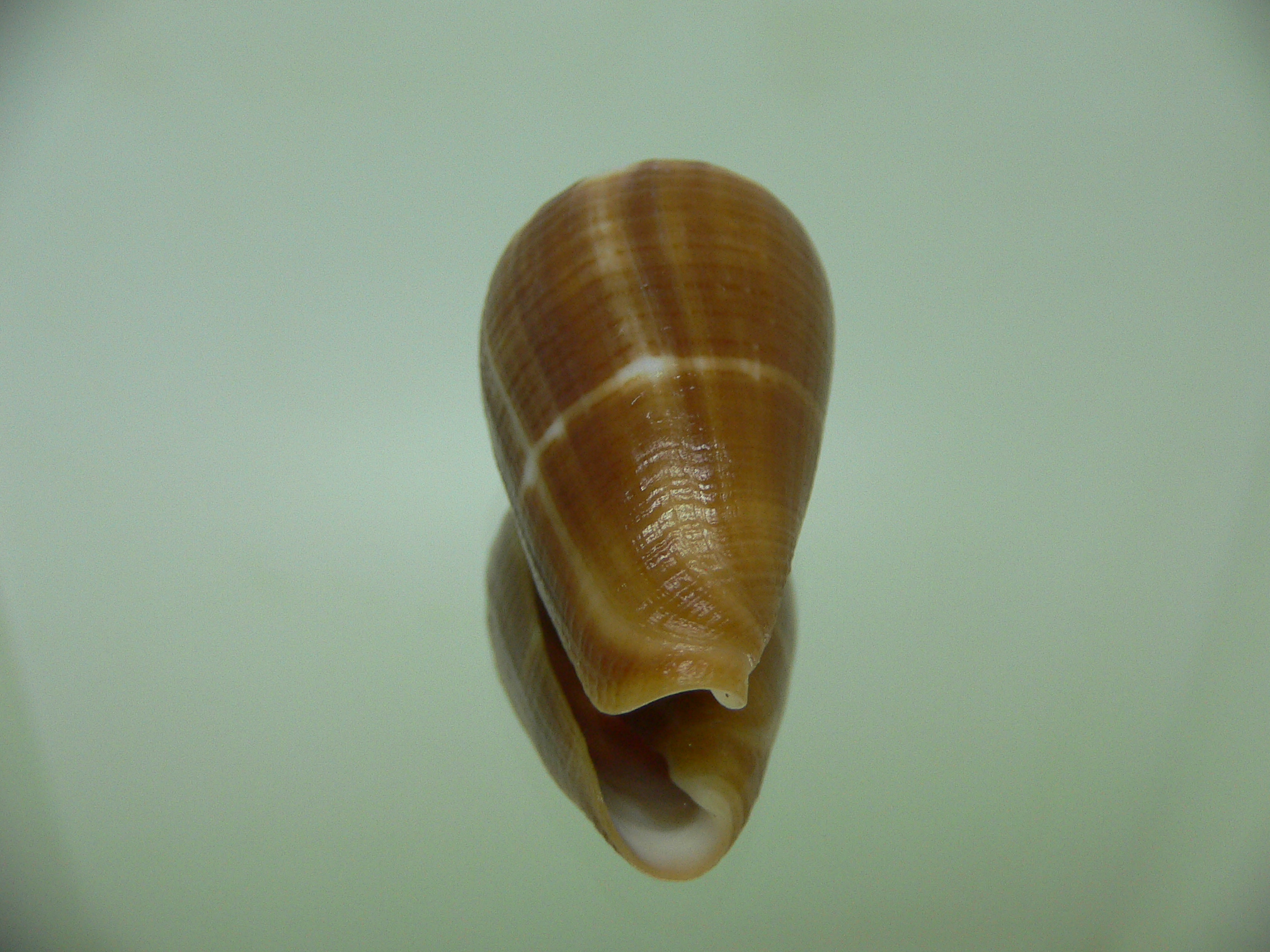 Conus namocanus badius (var.)
