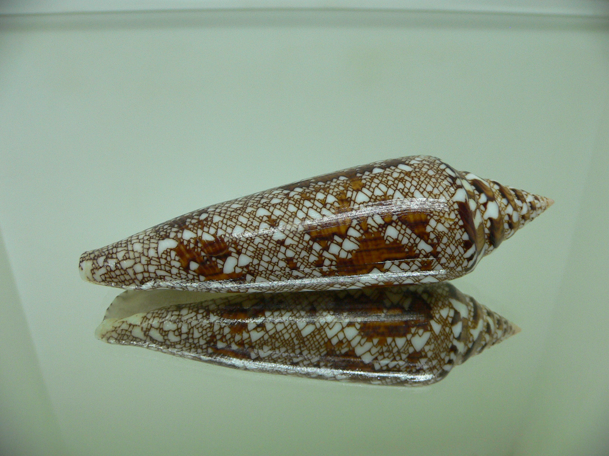Conus bengalensis IDEAL
