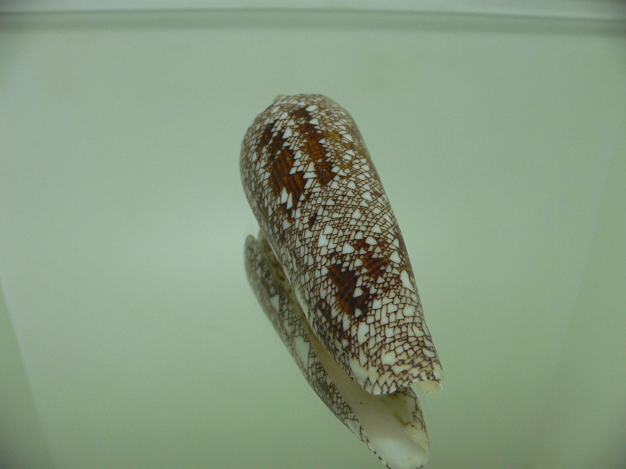 Conus bengalensis IDEAL