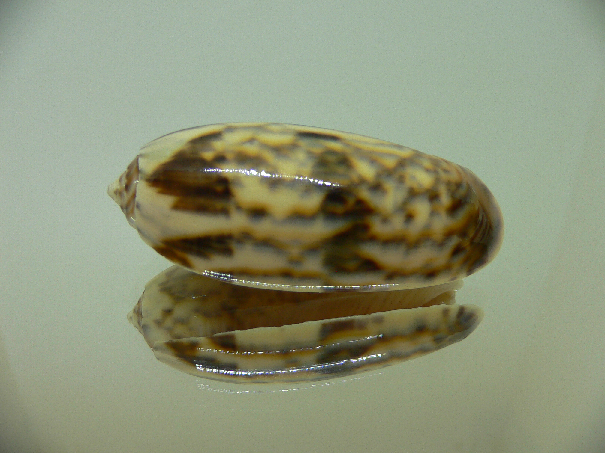 Oliva miniacea f. magnifica