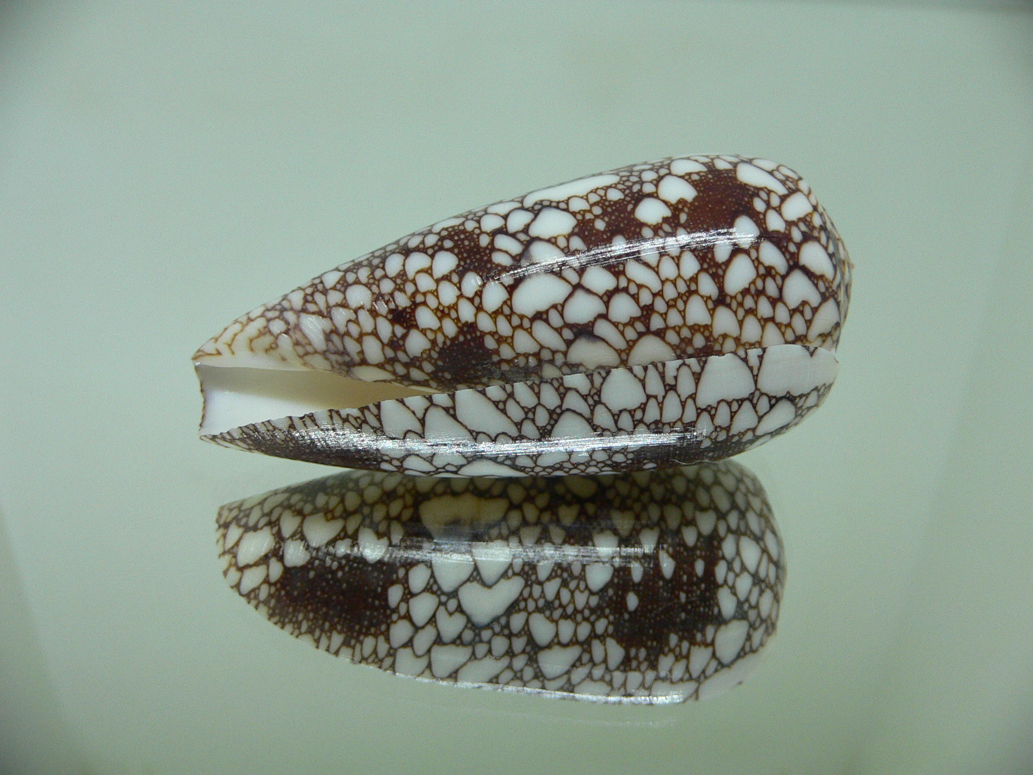 Conus (Darioconus) omaria
