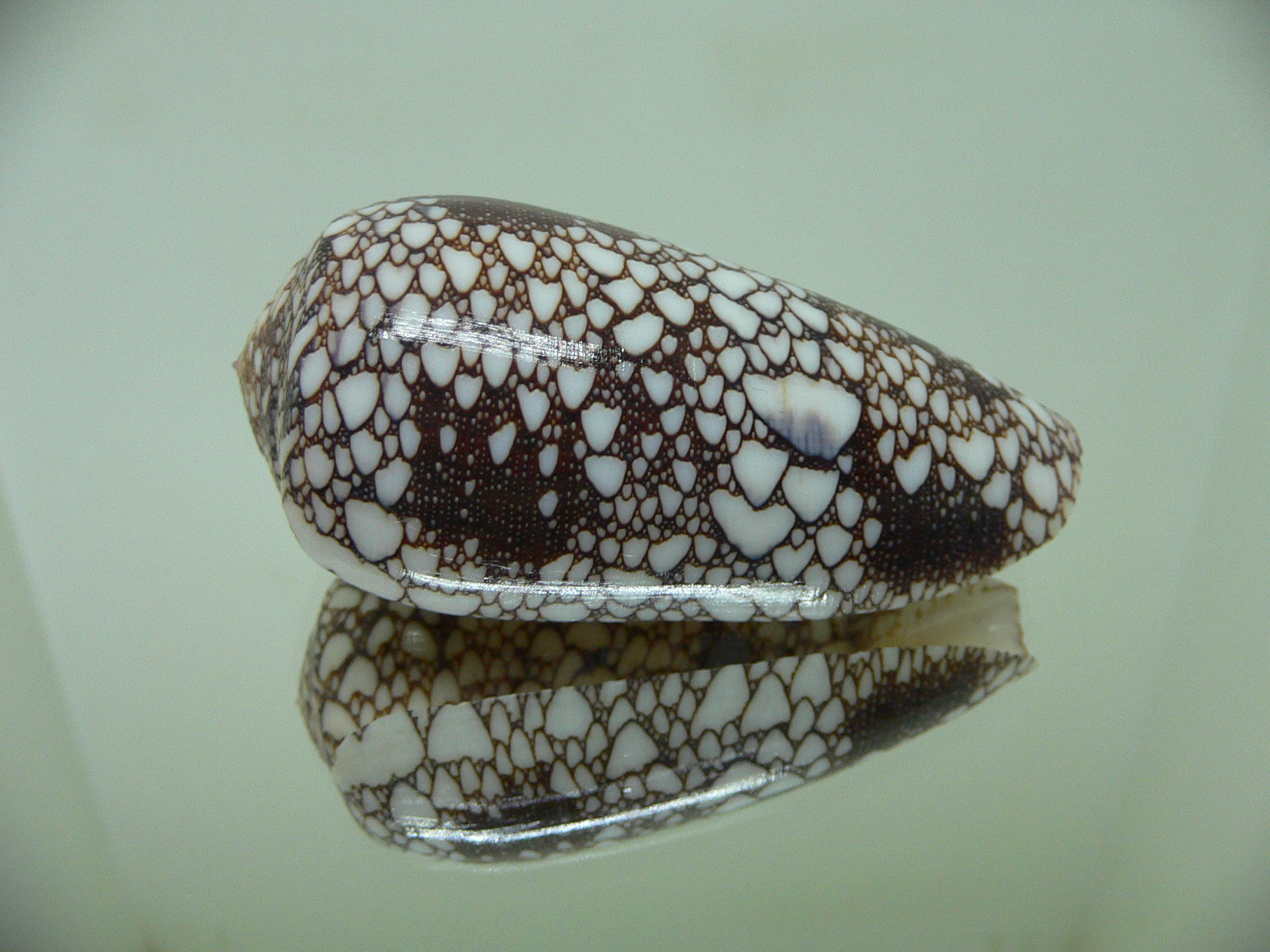 Conus (Darioconus) omaria