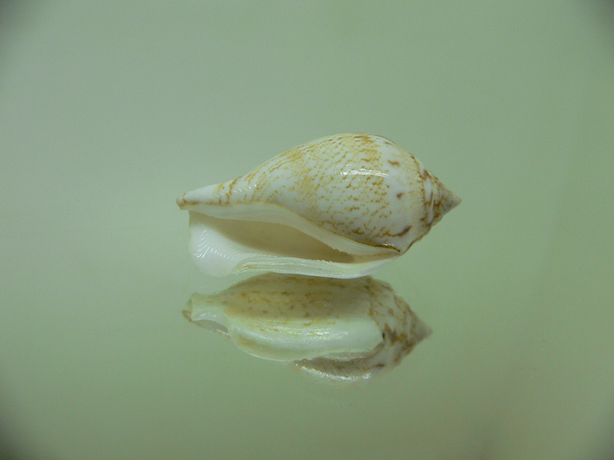 Canarium maculatum depauperatum (var.) ALBINO
