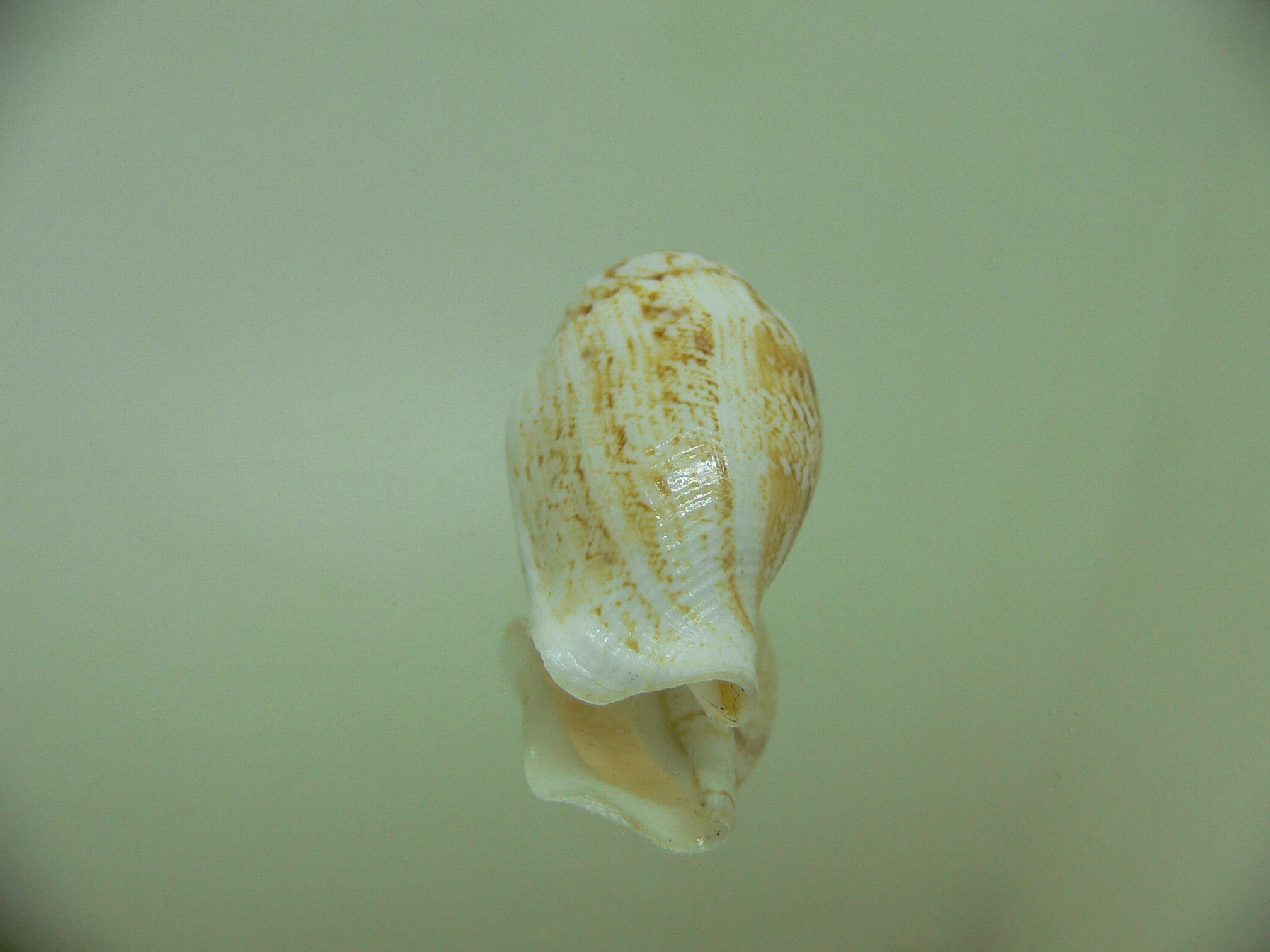 Canarium maculatum depauperatum (var.) ALBINO