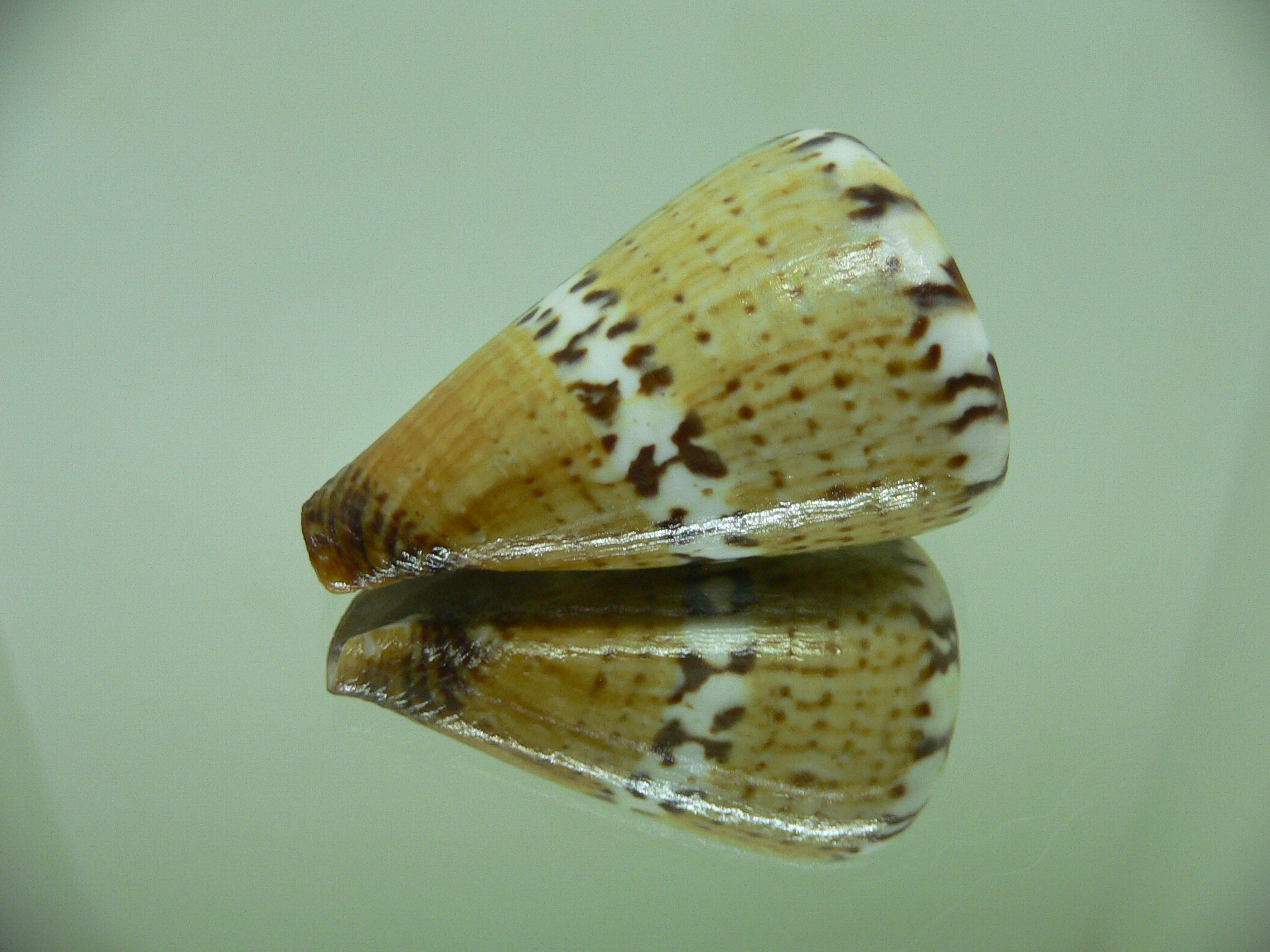 Conus capitaneus