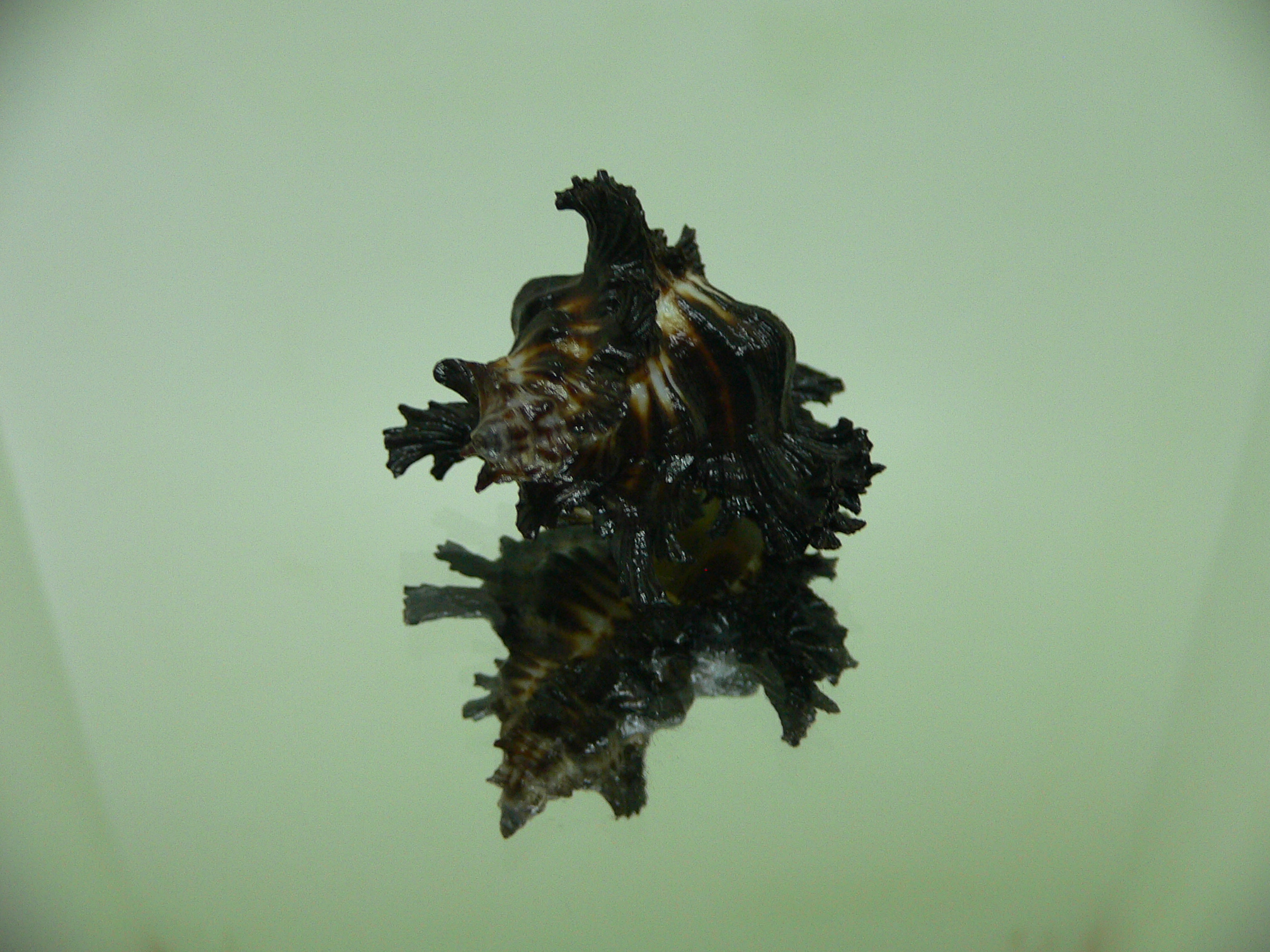 Chicoreus brunneus DARK