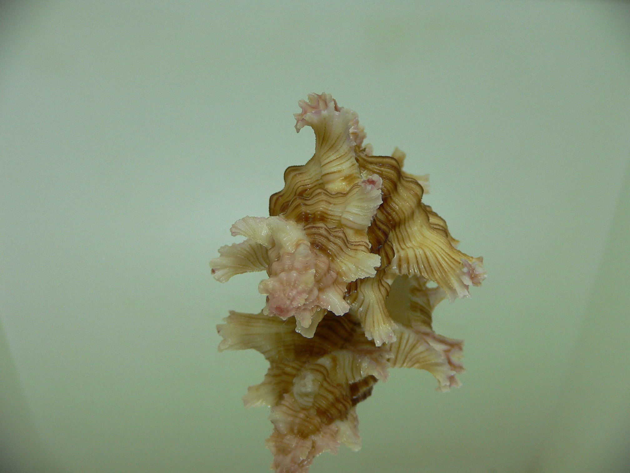 Chicoreus palmarosae