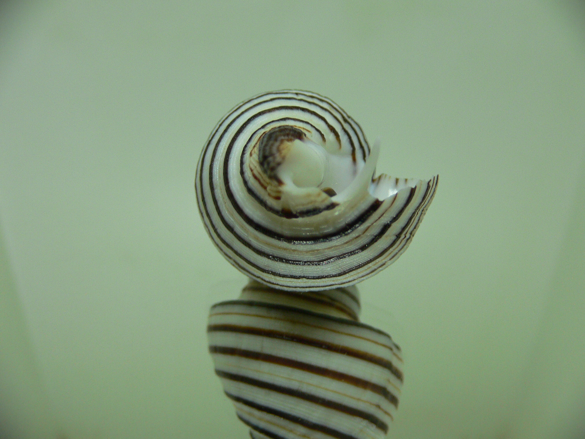 Opeatostoma pseudodon