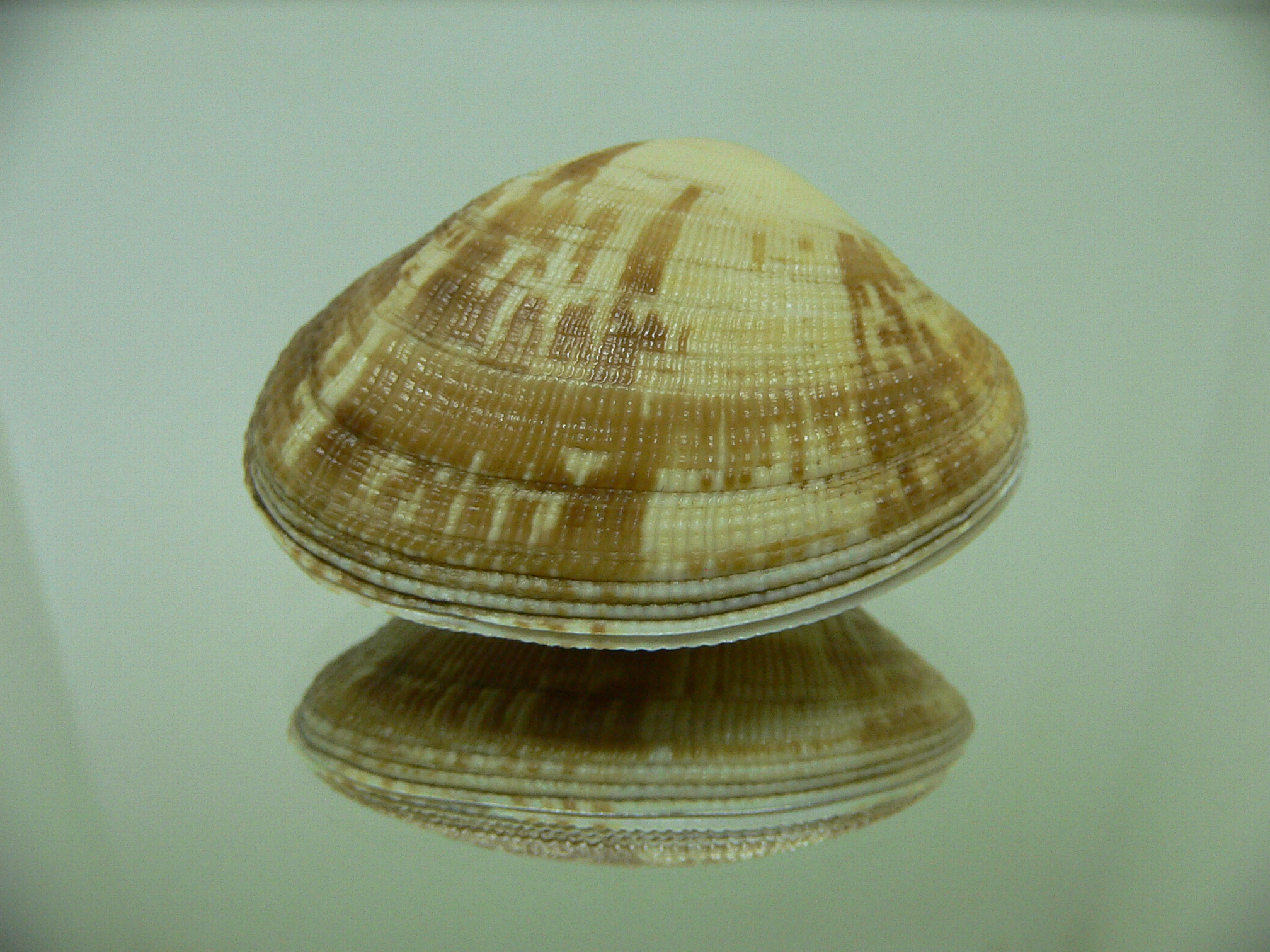 Ruditapes japonica BIG & DARK на sea-shells.ru - Морские ракушки